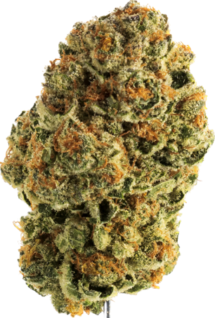 Picture of Orange KushMints cannabis strain with bright green buds and orange hairs.